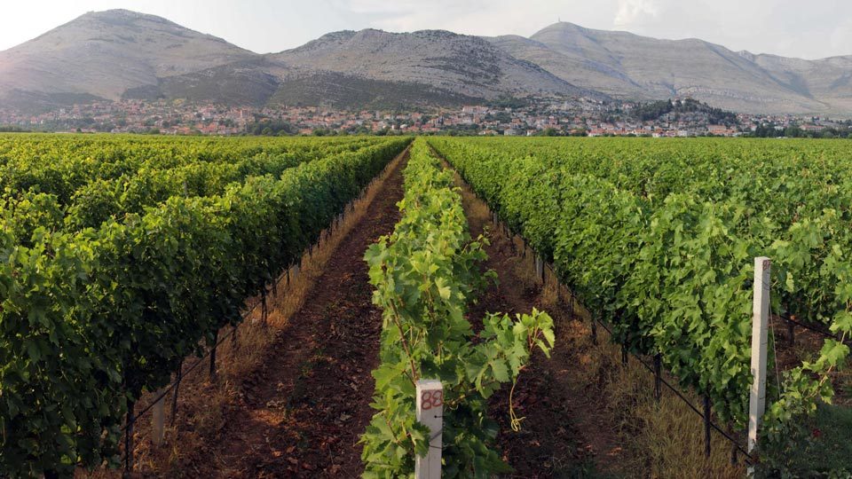vinogradi-1